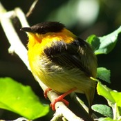 Orange-collared Manakin